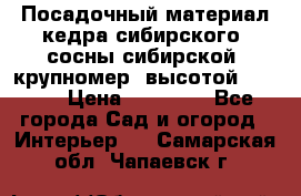 Посадочный материал кедра сибирского (сосны сибирской) крупномер, высотой 3-3.5  › Цена ­ 19 800 - Все города Сад и огород » Интерьер   . Самарская обл.,Чапаевск г.